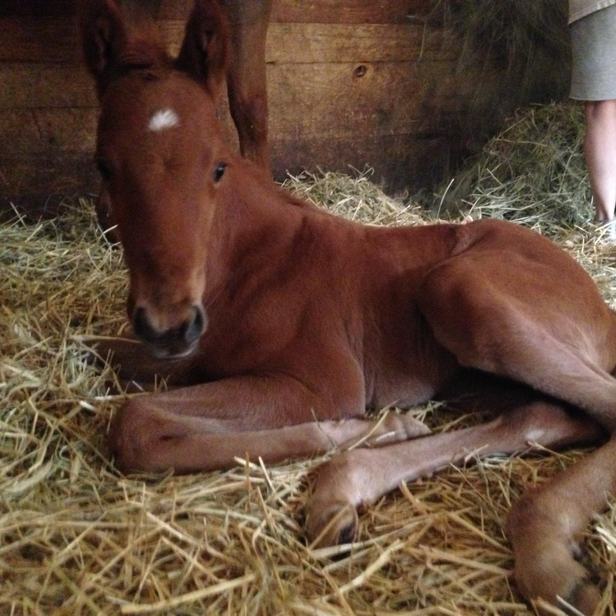 Standardbred, Thoroughbred, Quarter Horse Foaling Farm also Breeding and Sale Prep.