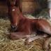 PennsylvaniaEquine (@pennsylvaniaeq1) Twitter profile photo PennsylvaniaEquine (@pennsylvaniaeq1) Twitter profile photo