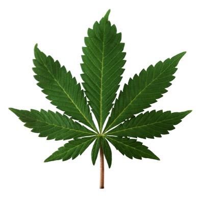 Follow for anything and everything marijuana related.