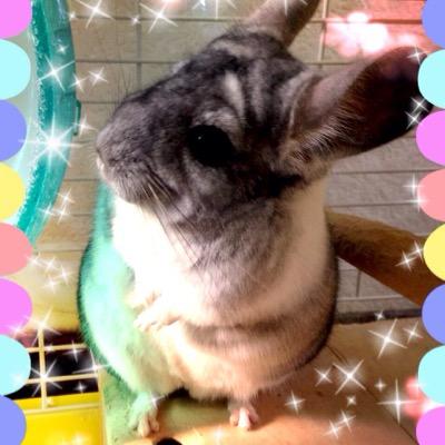 チンチラ♡癒しです♡♂のグレー？のチラ飼いです(∩´͈ ᐜ `͈∩)ファナさんです♡よかったらチラーズ仲良くしてください(*´▽`*)よろしくです♪( ´▽｀)