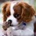 Cavalier KingCharles (@kingcharlescavs) Twitter profile photo