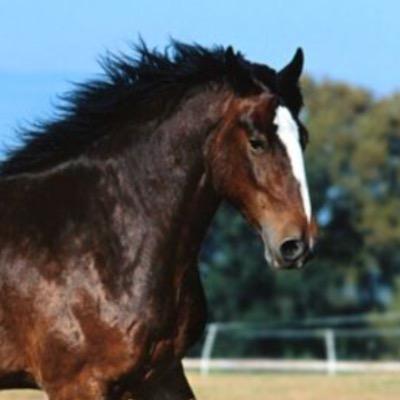 PGouhl's profile picture. NASCAR fan