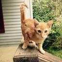 Marina Blake - @cooki_cat - Twitter