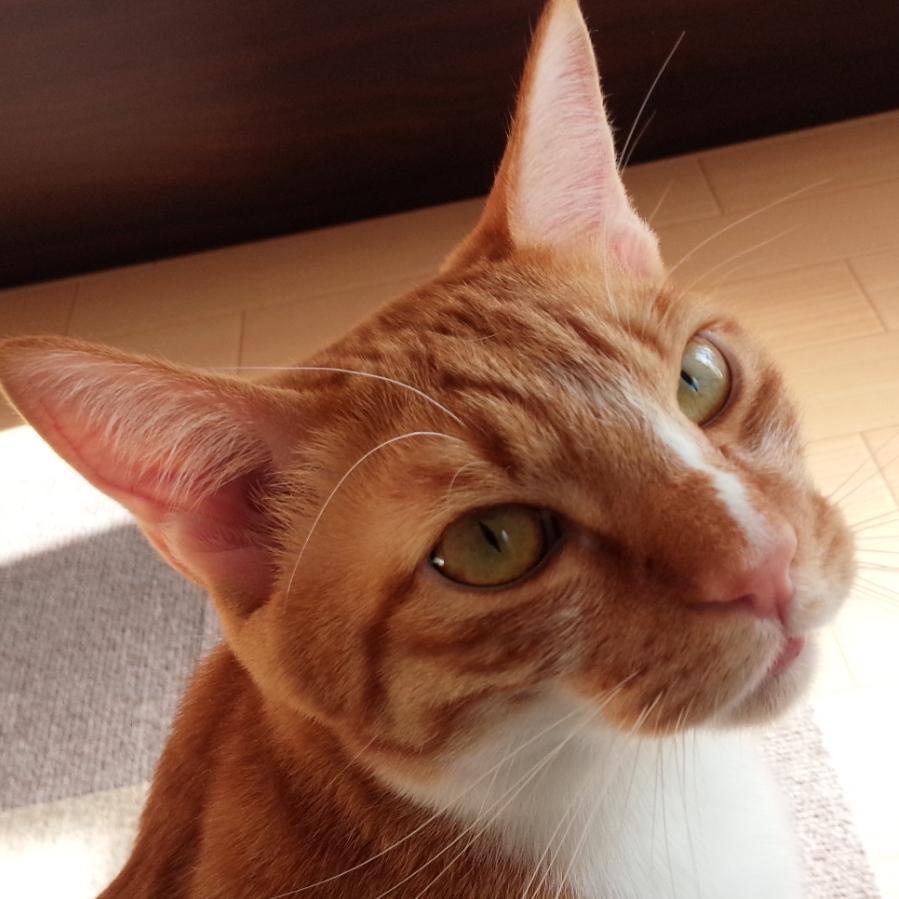 東京キャットガーディアン出身の二匹の猫　ゆずとカイ　の日常をブログに記しております。不定期更新です。のんびりやってます。お暇な時にご覧ください。