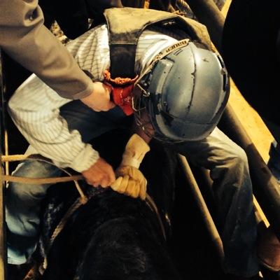 bull rider