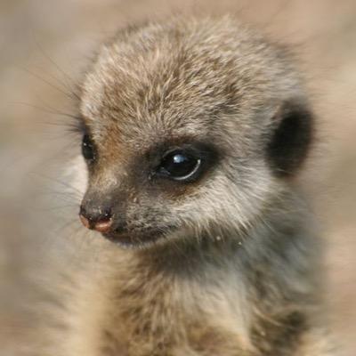 Post pictures that make you wonder how a animal can be cuter then you.