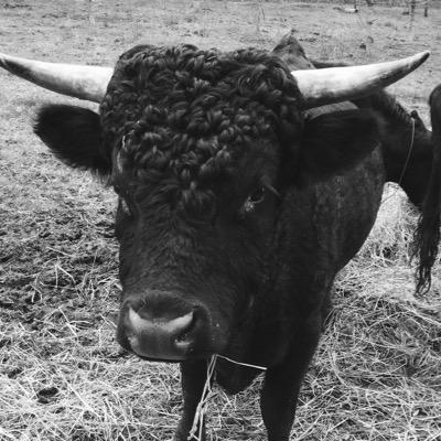 bullievet's profile picture. 