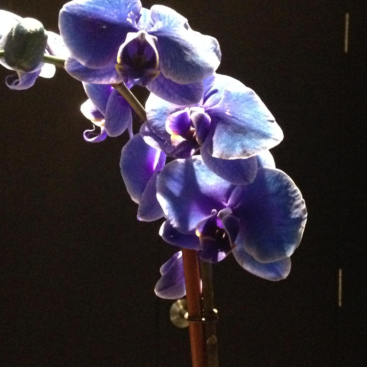 NOLAChefsTable's profile picture. 