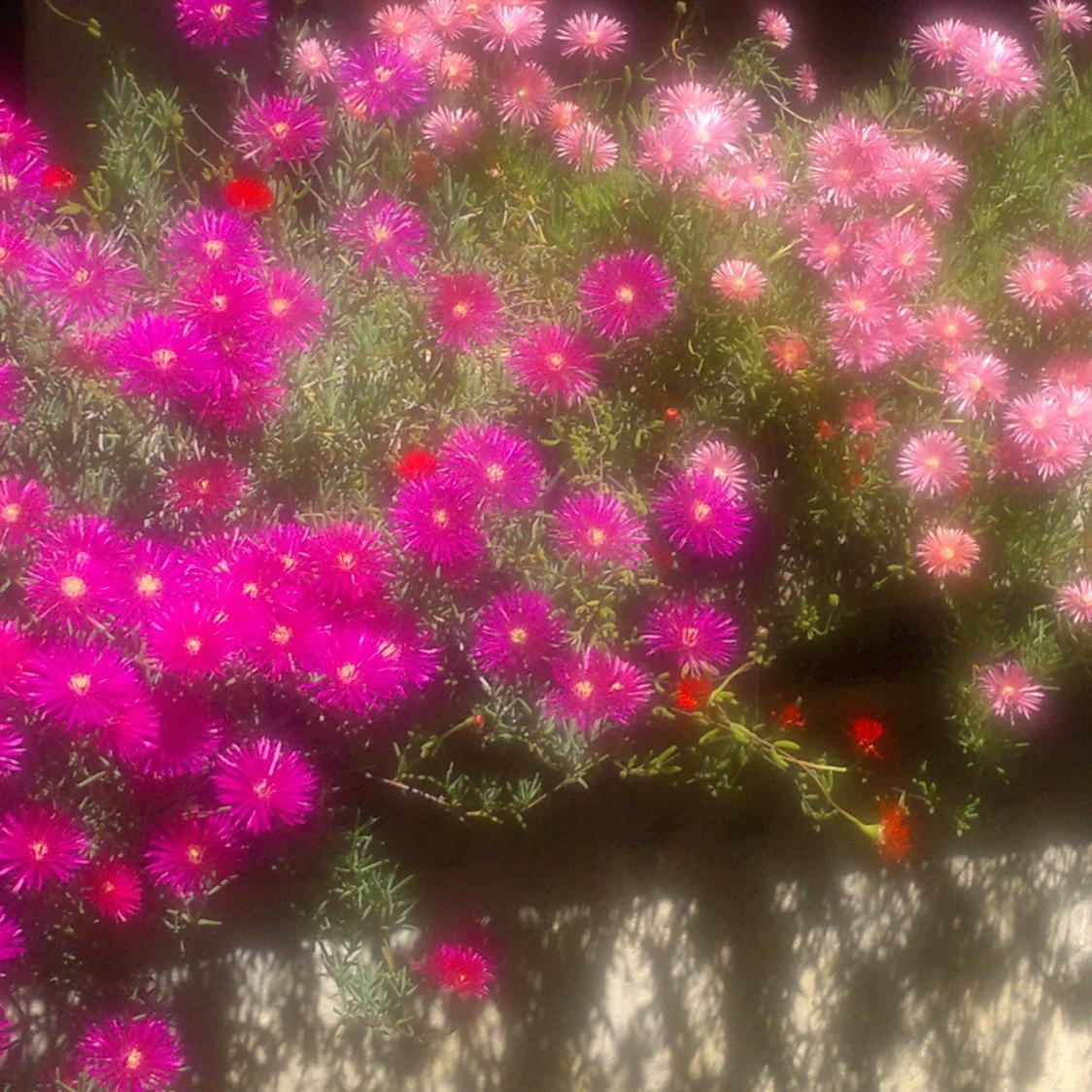 laspitis3's profile picture. soy casada ,con una hija y tres nietas , y un nieto ,tengo 50 años y hace 34 años que estoy casada.