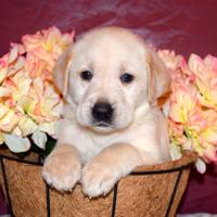 Smithpoint Labradors(@smithpointlabs) 's Twitter Profile Photo