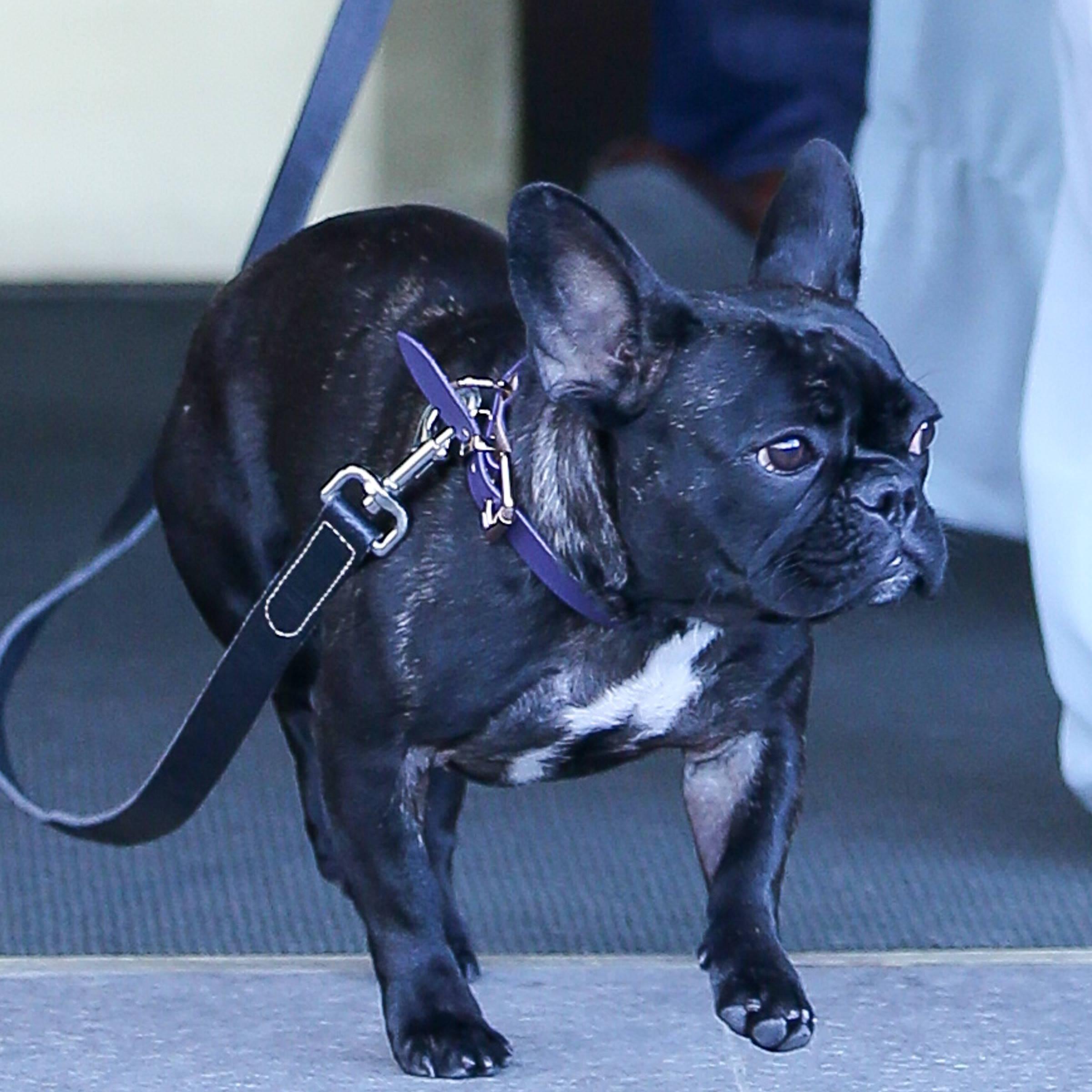 I'm @ladygaga's sweet and adorable puppy. Female French Bulldog, born February 1, 2014. And been Lady Gaga's puppy since April 2014. WOOF