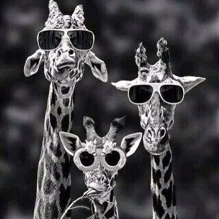 khaalid553's profile picture. Ή