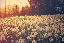 Viola_Angelia1's profile picture. IG:violaangelia8