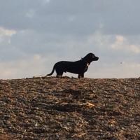 Stanley (@stanleylabrador) 's Twitter Profile