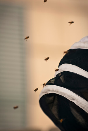 seattlebeeworks's profile picture. Urban beekeeper, and purveyor of artisan honey