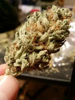 shadyford's profile picture. 