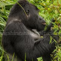 Mgahinga NP (@mgahinganp) 's Twitter Profile