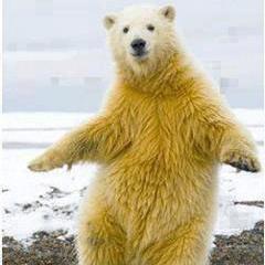 I am the Polar Bear that makes you laugh.