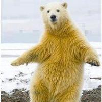 Funny Polar Bear (@lmaopolarbear) 's Twitter Profile