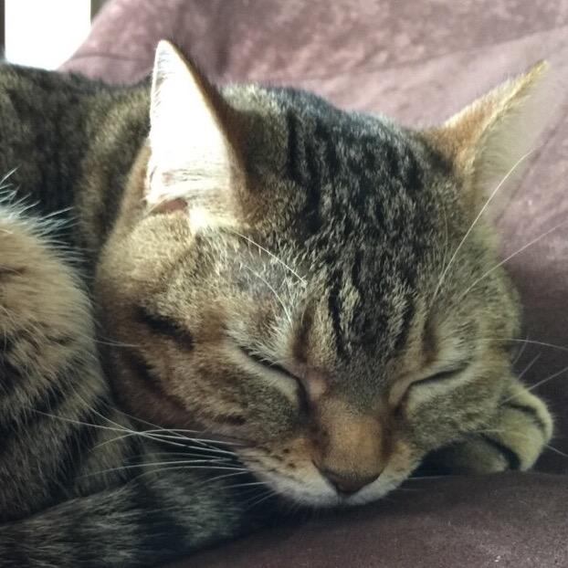 ゴルフ大好き人間です。猫と熱帯魚好き。神社仏閣見仏巡りも大好きです。なもんで大学も京都方面でした。  ブログもよろしくお願いします。