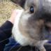 Dr Anna Seth (@whiskytherabbit) Twitter profile photo Dr Anna Seth (@whiskytherabbit) Twitter profile photo