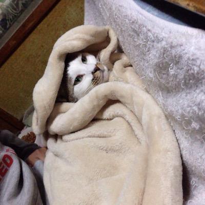 kuro46cats's profile picture. いいねつけてるものを見ると大体好きなものとかがわかると思われます( ^ω^ )物を作りたいけど最近気力がないので、見て作った気分になってます_(:3 」∠)_無言フォロー、いいね失礼してますm(_ _)m