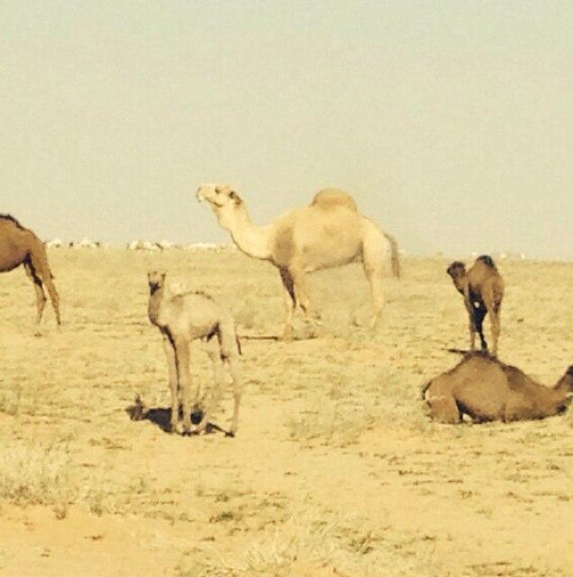رحمه الله رحمه واسعه