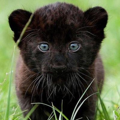 tenebrae_atrum's profile picture. 高校生