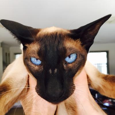International Relations student at ANU. Kitteh tragic. Loves his girlfriend.