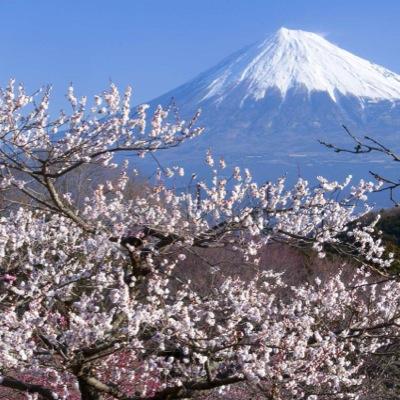 helpyokohama's profile picture. 手術費用の出資者探しております。 金額は500万円です。 御連絡お待ちしております。 help.japan.yokohama@gmail.com