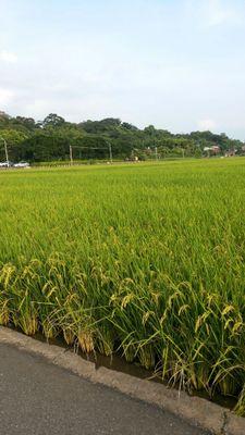 raheemraje's profile picture. 