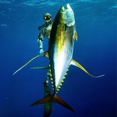 Live in the Sunshine, Swim the Sea - Sink below the surface and you are free - Saltlife Surfing/Freediving/spearfishing hunting, mudding fucking shit up
