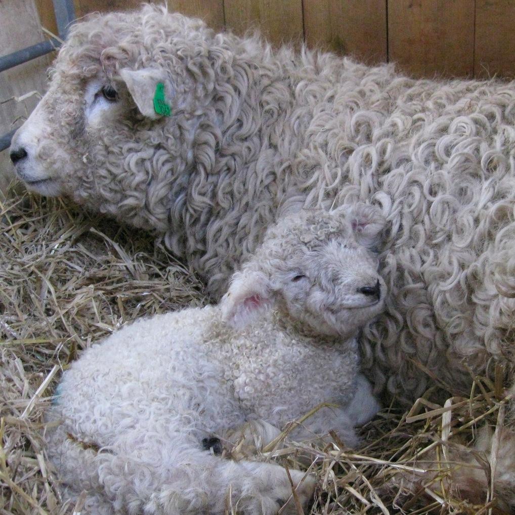 Living in Devon, milking cows on a farm in Bradworthy and seasonal work with sheep.