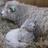 LesleyPerrett's profile image
