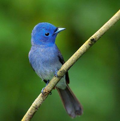 bipulroy's profile picture. An aspiring #Physicist #ReverseEngineer  Maths disciple.Benevolent kid of mother #Nature. #Poetry and #Arts as avocation .A resolute ally of equality, justice.