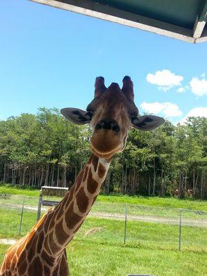 jojocaje's profile picture. 