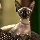 Shanon Brown - @mrs_shanon - Twitter