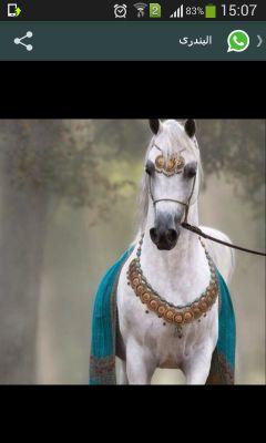 hayameissa's profile picture. يقيني بالله يقيني