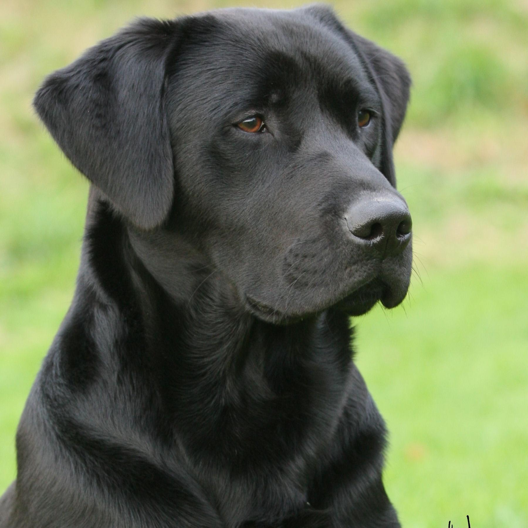 Jeremy Hunt has been breeding Fenway #Labradors for over 45 years & offers bespoke #gundogtraining sessions. Author of the book 'Training the Working Labrador'