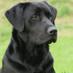 Fenway Labradors (@fenwaylabradors) Twitter profile photo Fenway Labradors (@fenwaylabradors) Twitter profile photo