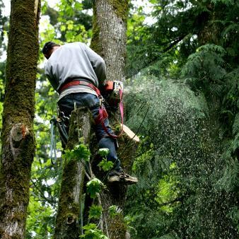 We've got more than 13 years of enhanced tree service experience in Monumnet CO and all surrounding areas. (719) 488-1818