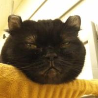 うににゃん (@ninjahp001) Twitter profile photo