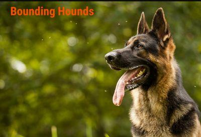 Dog Walkers you can Trust