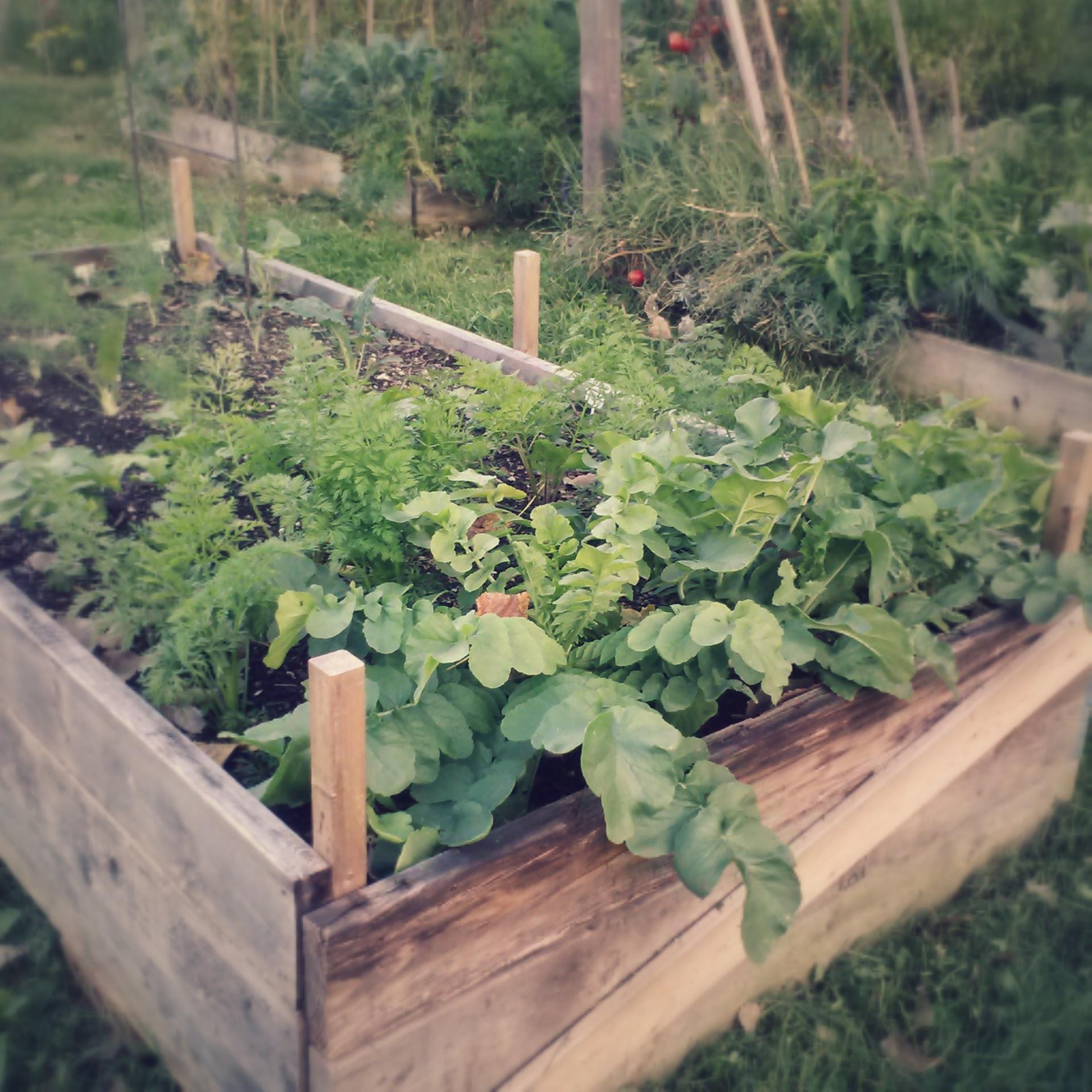 GleaningGarden's profile picture. A community garden along the Monon Trail in Carmel, IN that grows and gives food away.