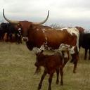 JoAnn Schmidt - @cd016cf1e11842f - Twitter