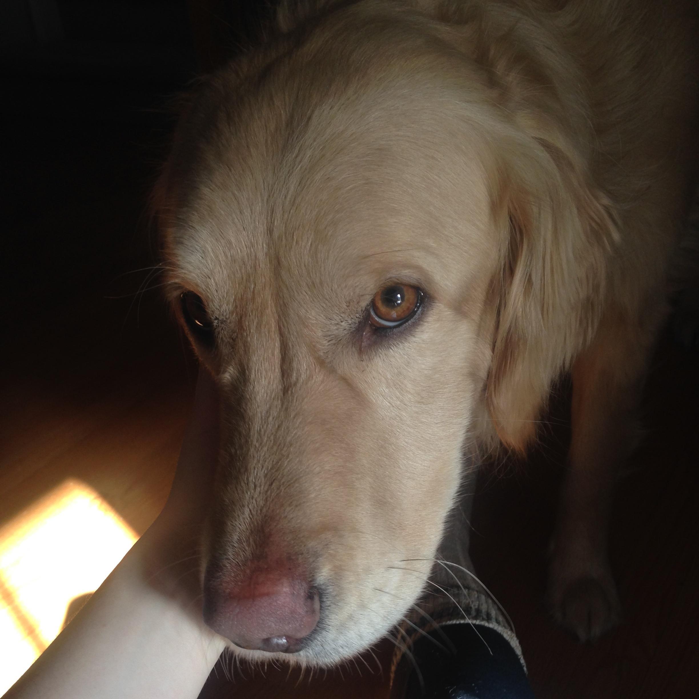 IamHuxleytheDog's profile picture. 