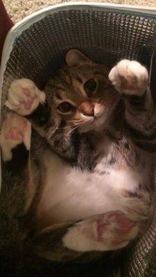 send in kitty pics by DM or email at KittyCatTwitter@kittymail.com we follow back and post and repost kitty pics