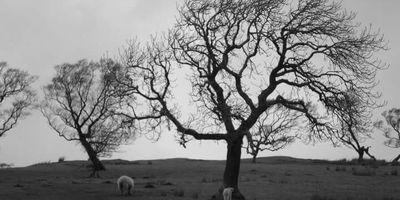 McMogues's profile picture. Linguist. Rational Thinker. Currently teaching myself Korean, just because. UK based