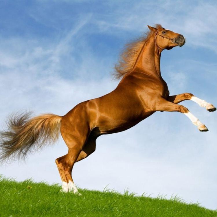 Lovely Horse