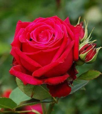 CosgunAc's profile picture. 